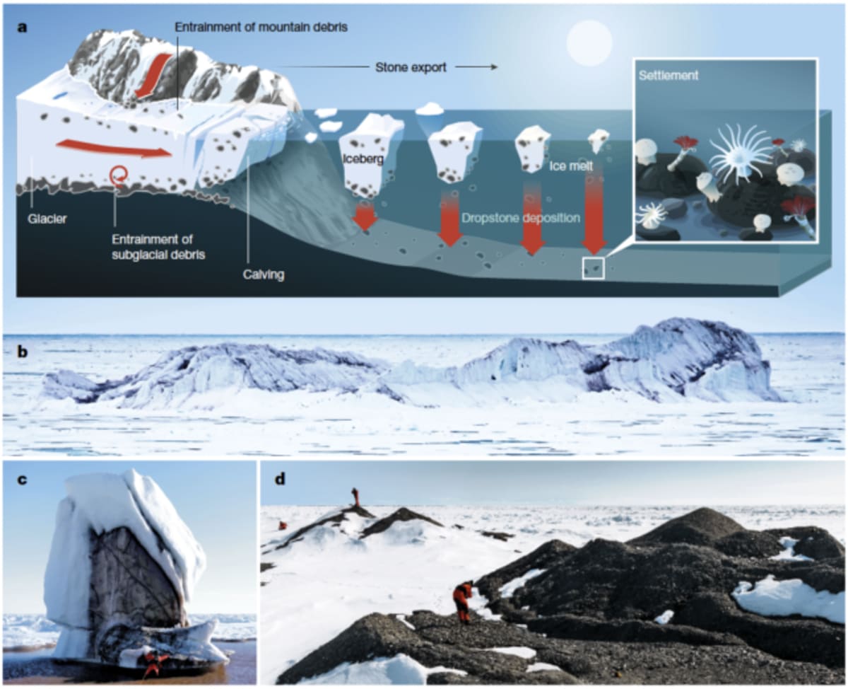 Greenland Icebergs Creating New Ocean Habitats - Image 3