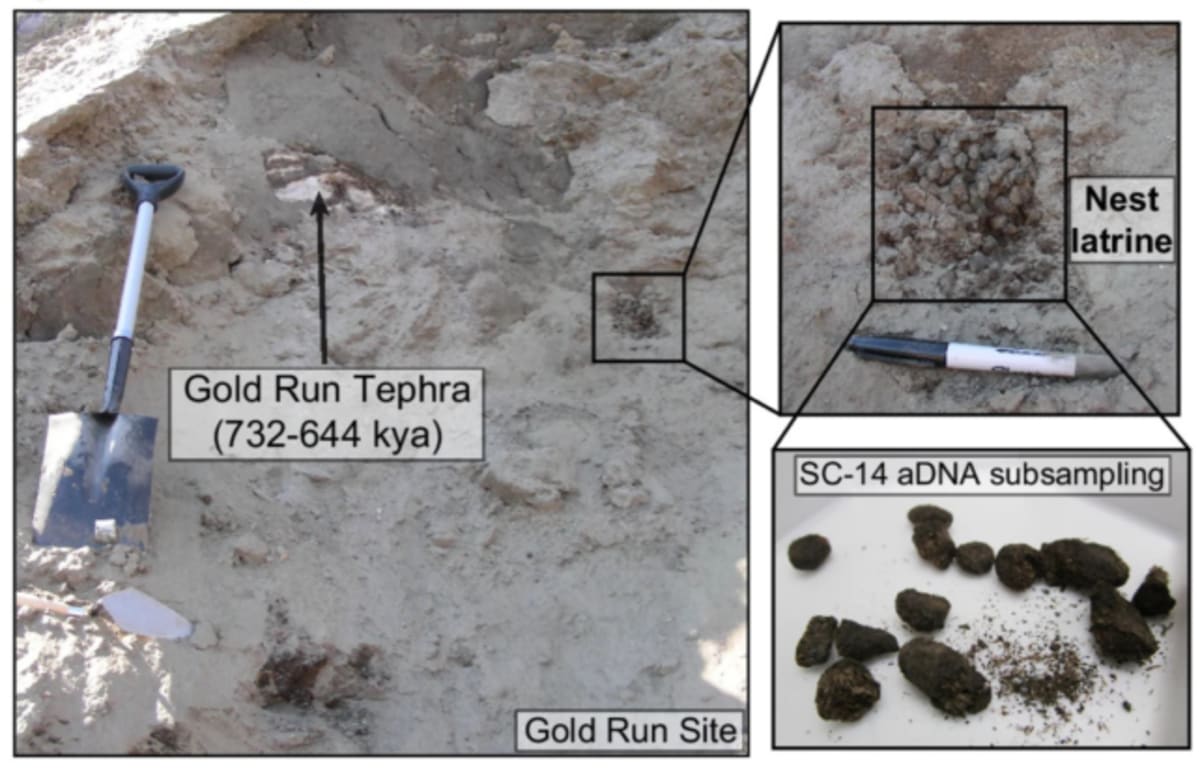 Ancient Squirrel Poop Preserves 700,000 Years of DNA - Image 5