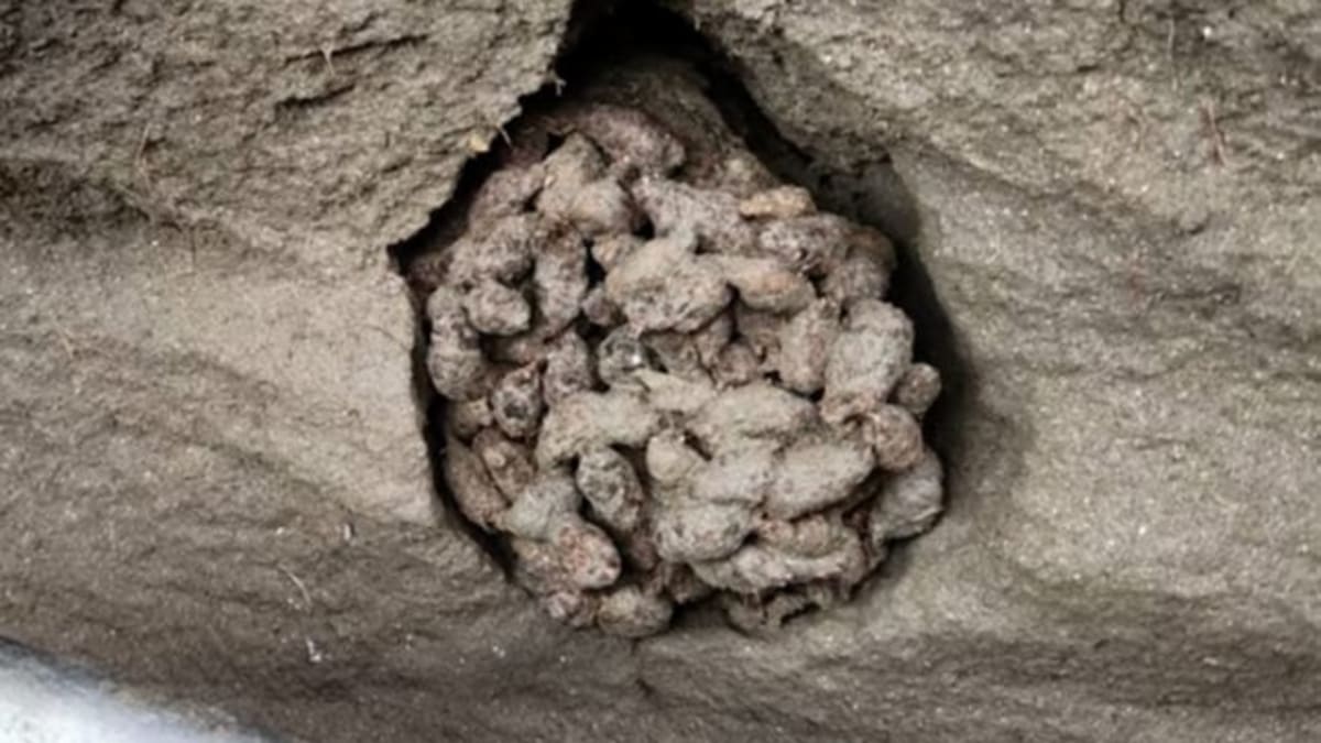 Ancient Squirrel Poop Preserves 700,000 Years of DNA - Image 2