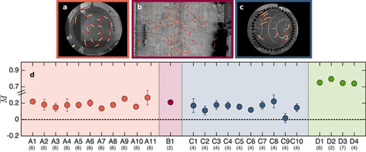 Humans Turn Left More Often, Scientists Discover - Image 3