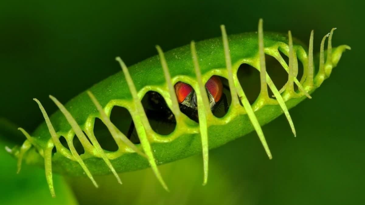 Scientists Crack Mystery of Speedy Venus Flytrap