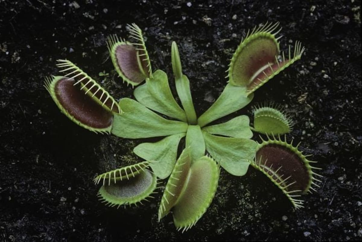Scientists Crack Mystery of Speedy Venus Flytrap - Image 4
