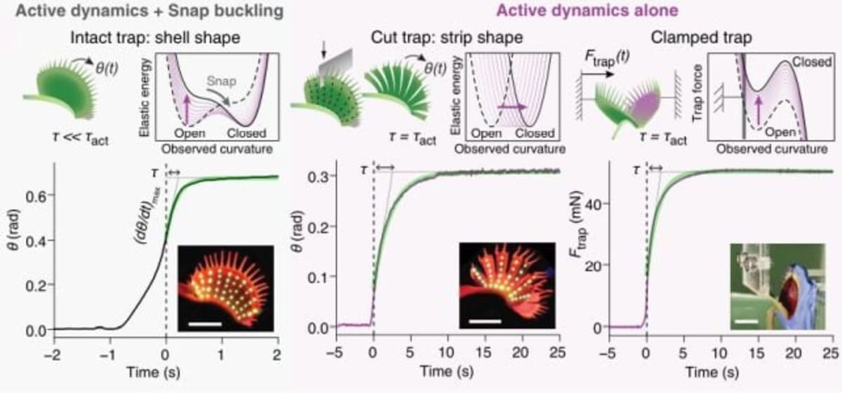 Scientists Crack Mystery of Speedy Venus Flytrap - Image 5