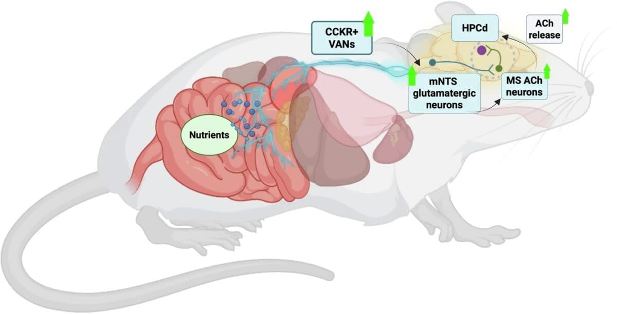Food Boosts Memory Through Gut-Brain Signal, Study Finds - Image 4