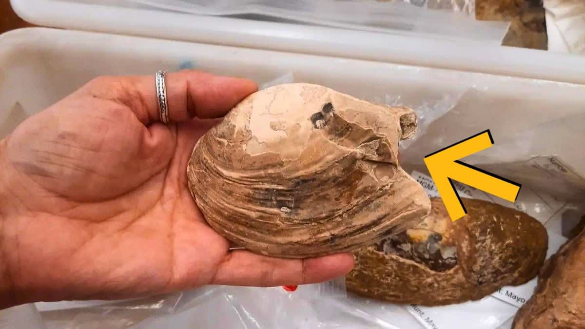 Cross-section of ancient fossilized shellfish showing preserved embryos and larvae inside gill chambers