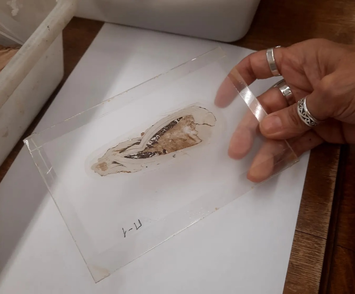 125-Million-Year-Old Fossil Reveals Ancient Shellfish Moms - Image 4