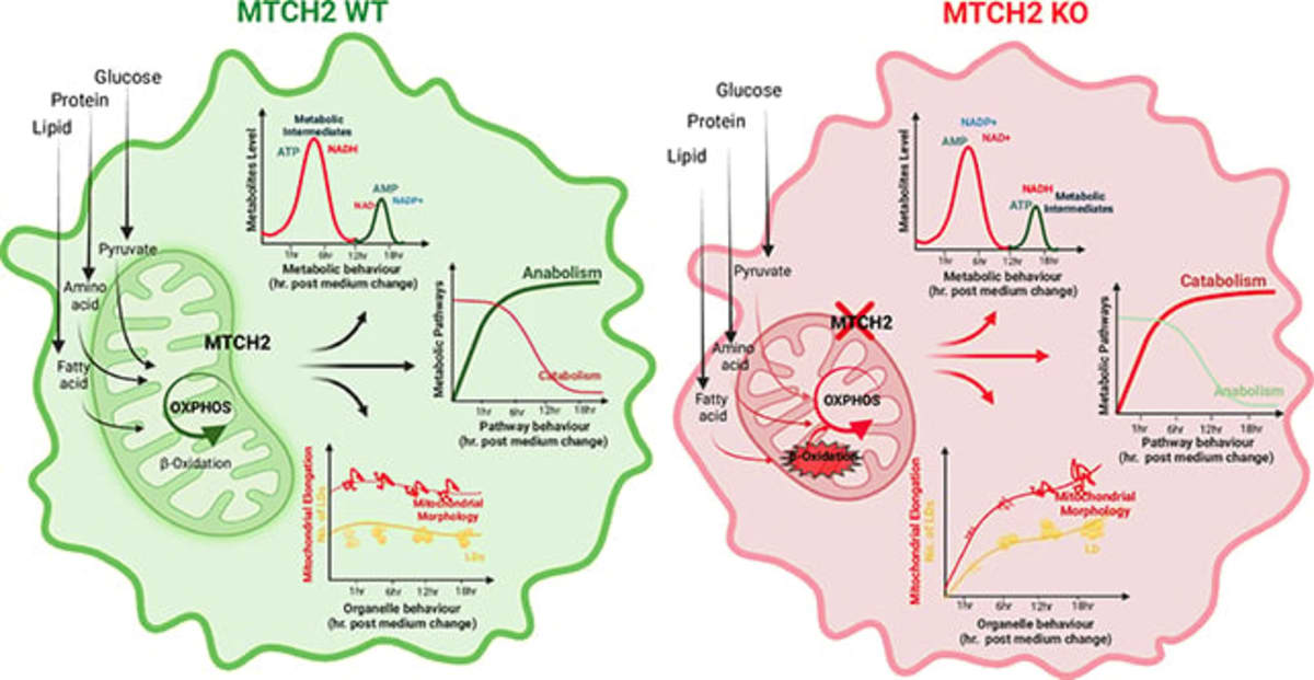 Scientists Find 'Mitch' Protein Controls Fat Cell Growth - Image 3