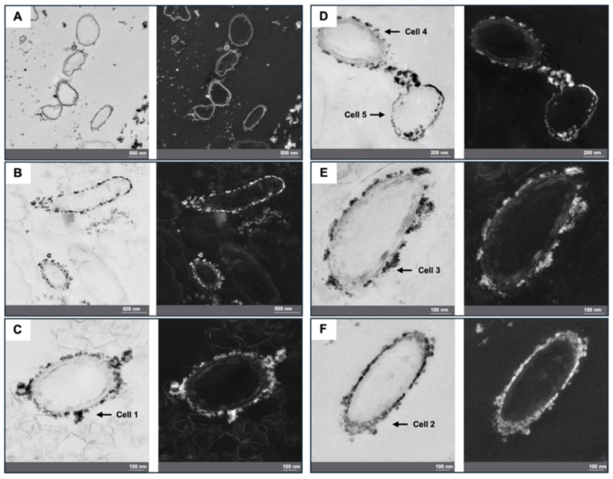 Bacteria Clean 95% of Uranium From German Mine Water - Image 5