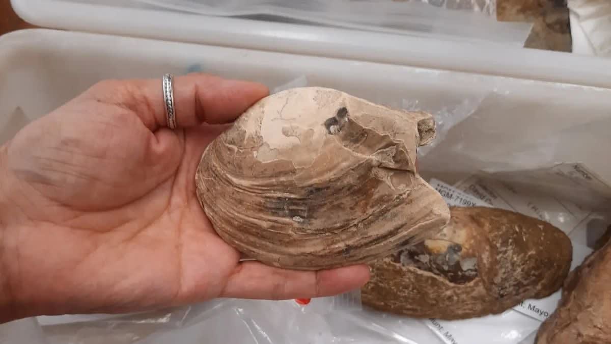 125-Million-Year-Old Fossil Reveals Ancient Shellfish Moms - Image 3