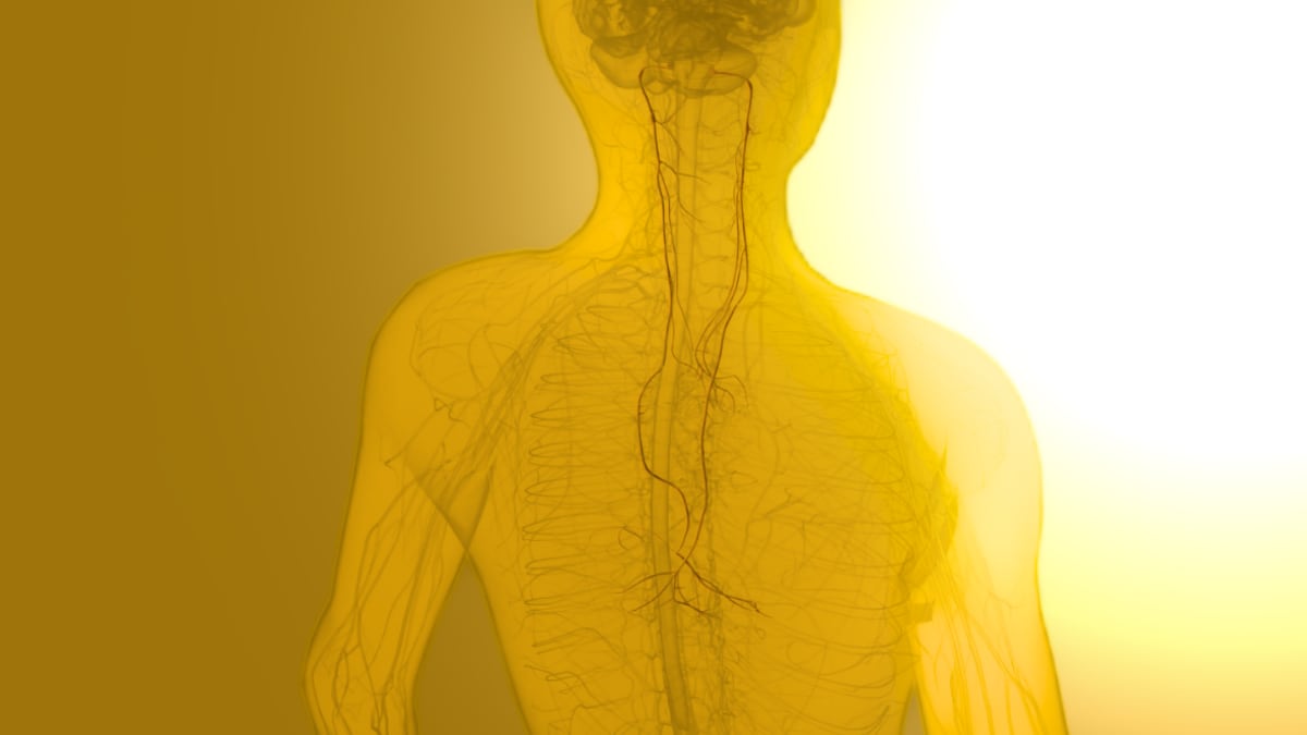 Illustration showing the vagus nerve connecting the digestive system to the brain's memory centers