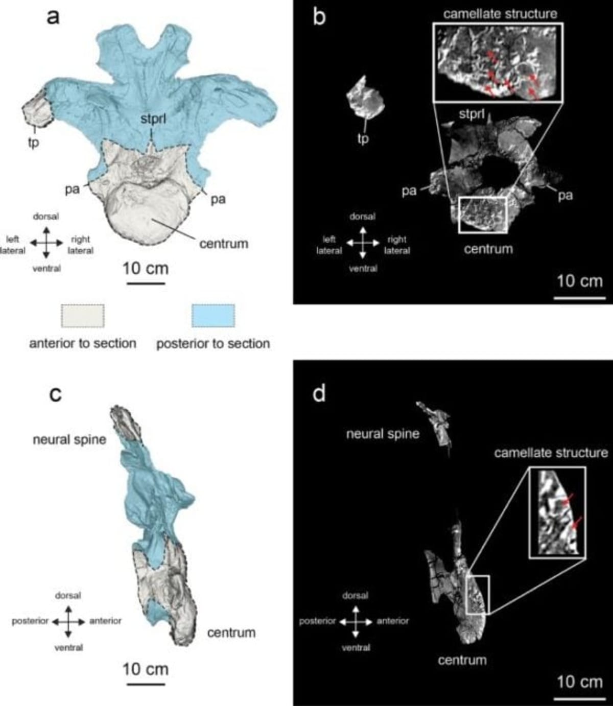 One Bone Reveals New Giant Dinosaur Species in Thailand - Image 4