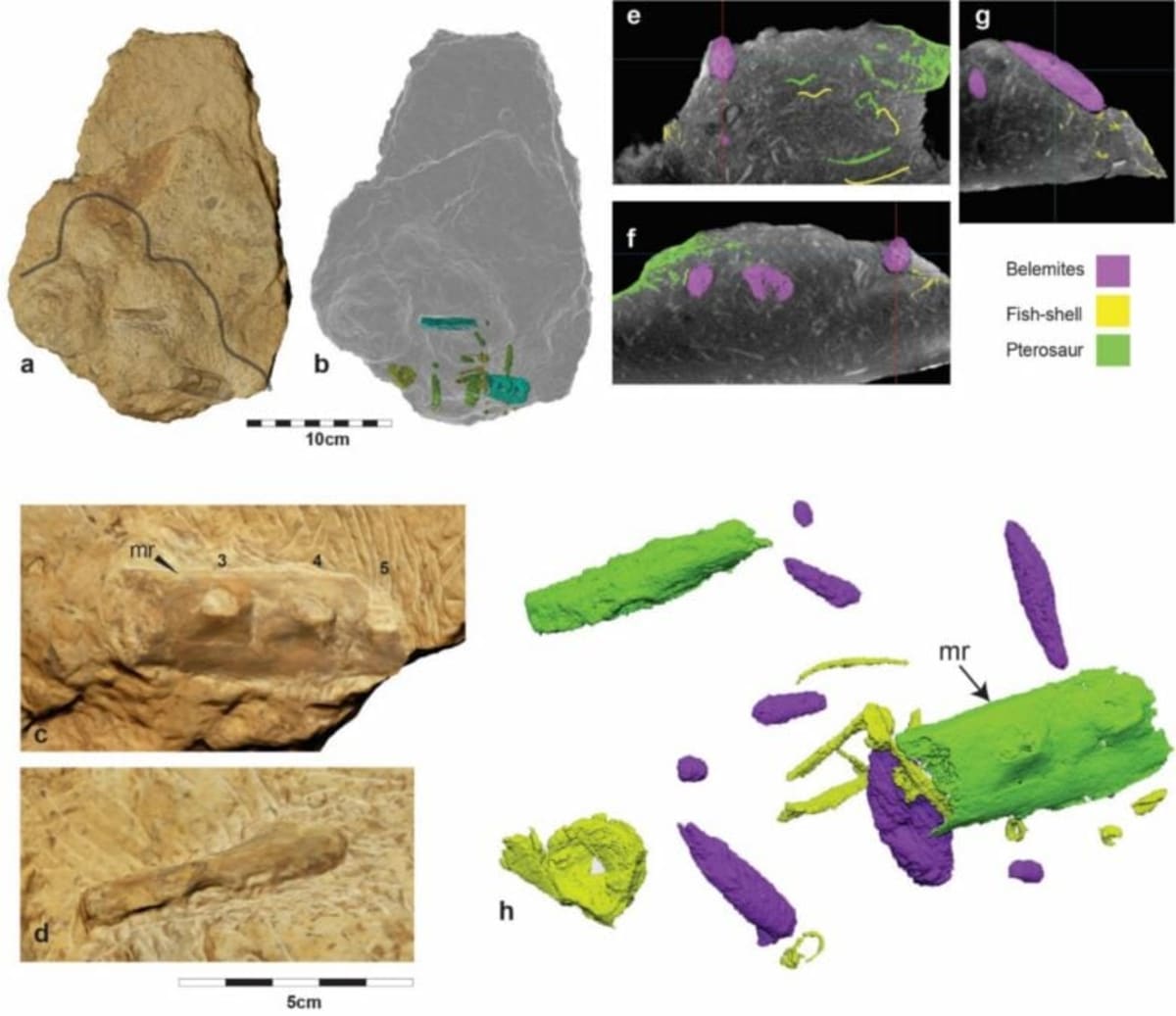 100-Million-Year-Old Fossil Shows 3 Ancient Predators - Image 4