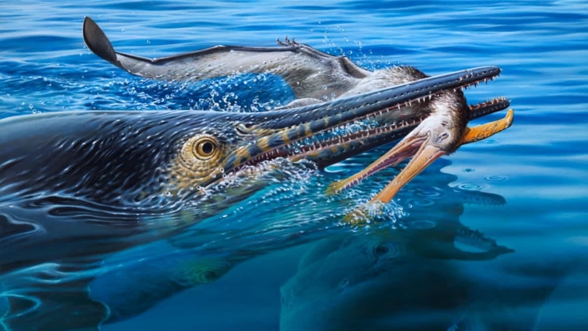 Artistic rendering of dolphin-like Platypterygius hunting pterosaur while larger sea predator approaches from below