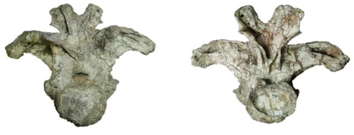 One Bone Reveals New Giant Dinosaur Species in Thailand - Image 3