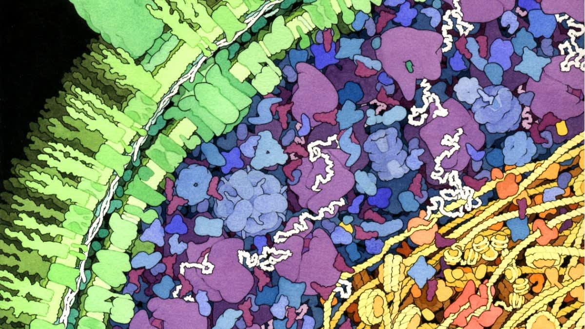 Molecular illustration showing DNA double helix structure inside bacterial cell with protein enzymes