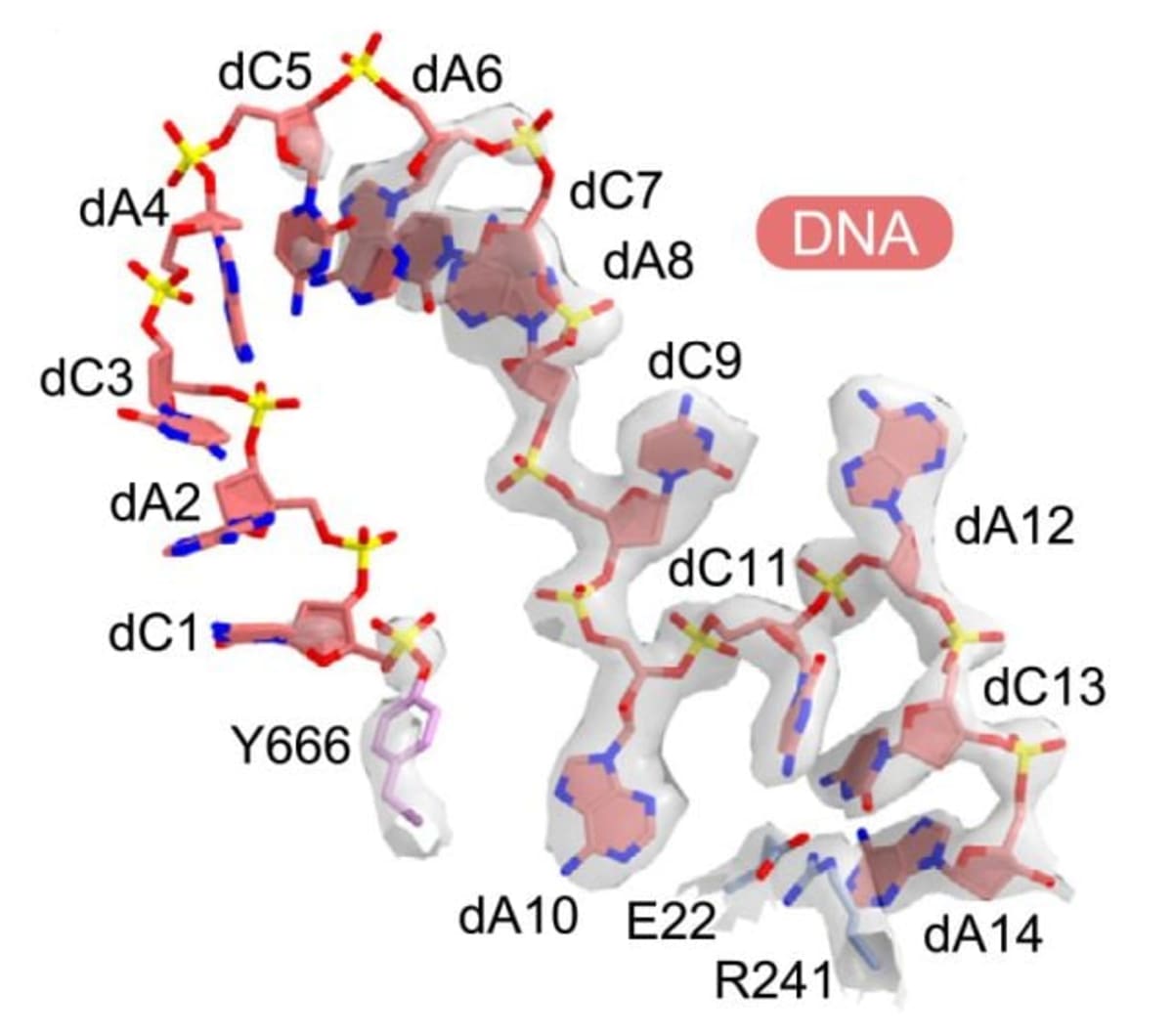 Scientists Find Bacteria Making DNA From Protein, Not DNA - Image 5