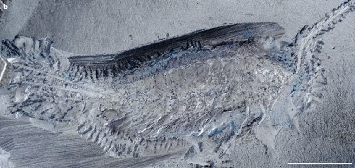 324-Million-Year-Old Fossil Reveals New Insect Species - Image 3
