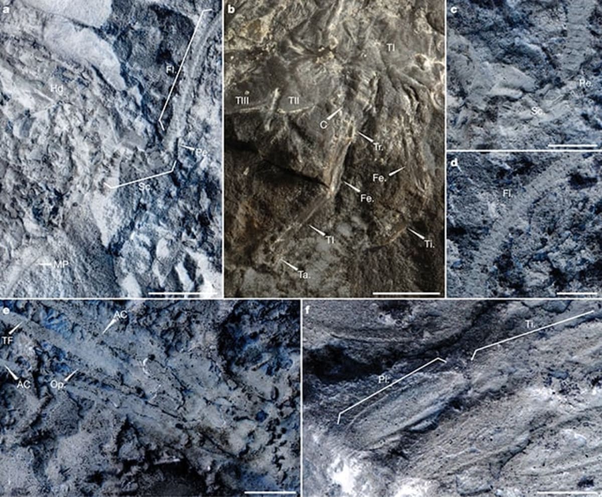 324-Million-Year-Old Fossil Reveals New Insect Species - Image 4