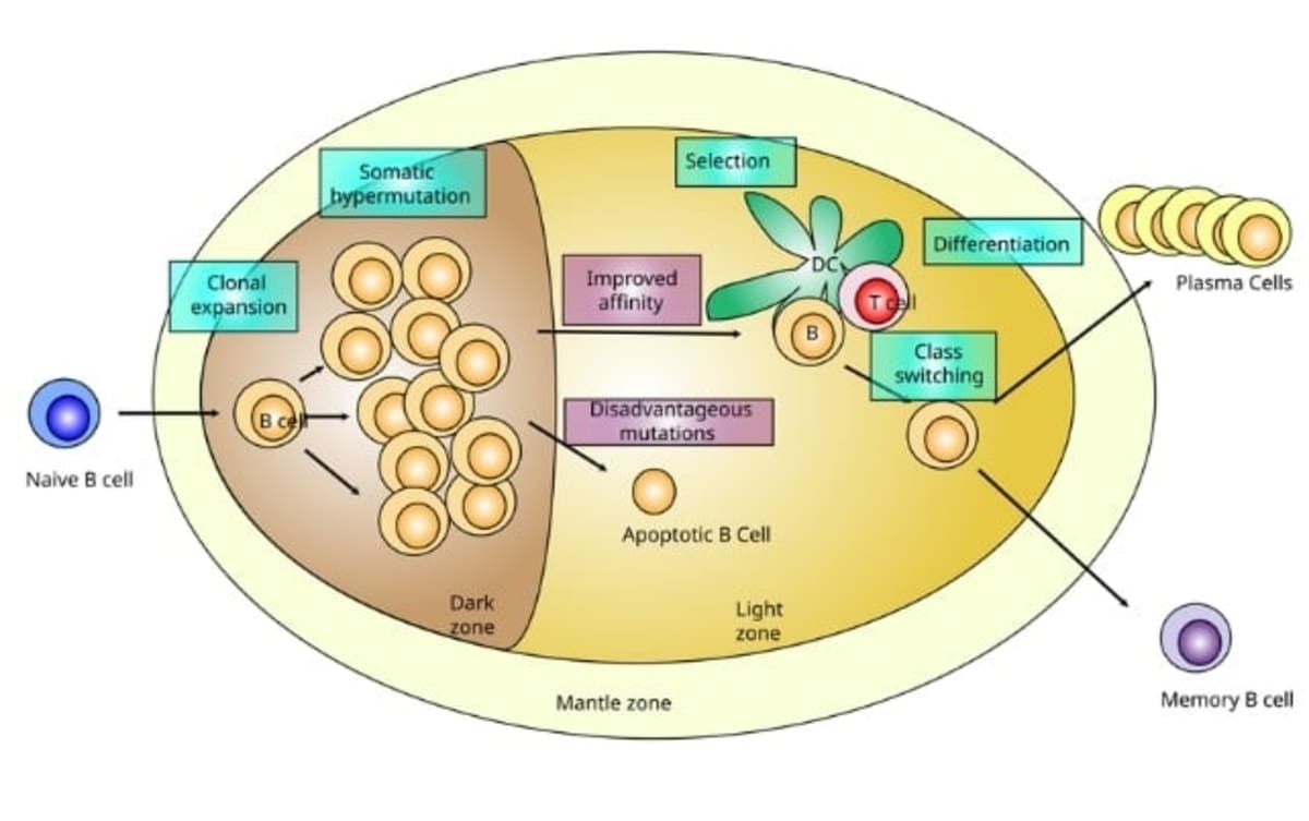 Scientists Find New Immune Organ Hidden in Mouse Skulls - Image 4