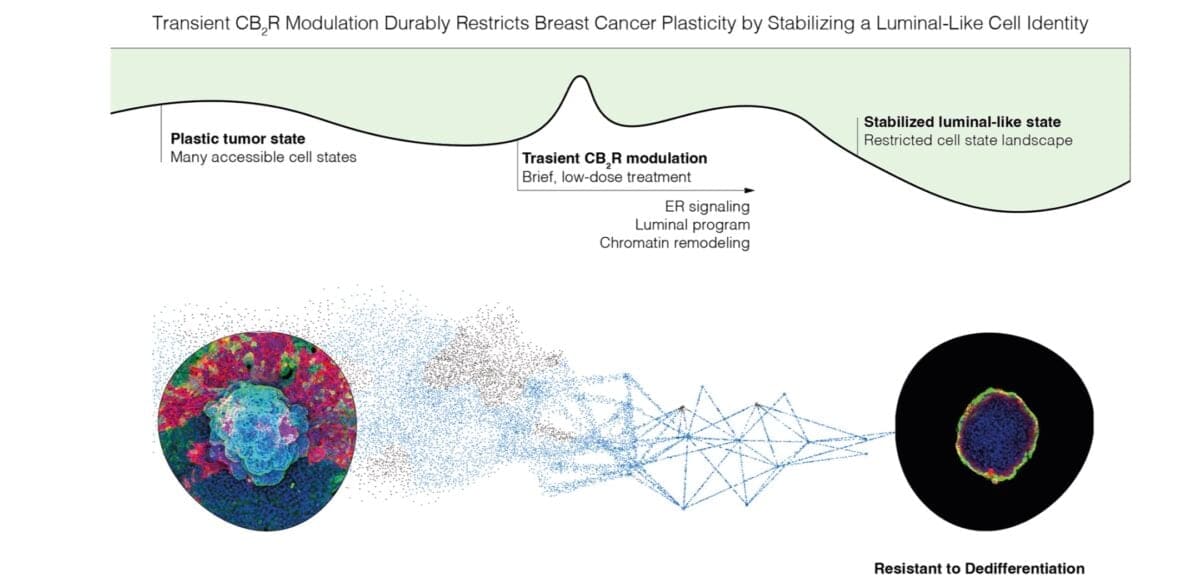 Cannabis Compound Stops Breast Cancer Cells from Spreading - Image 3