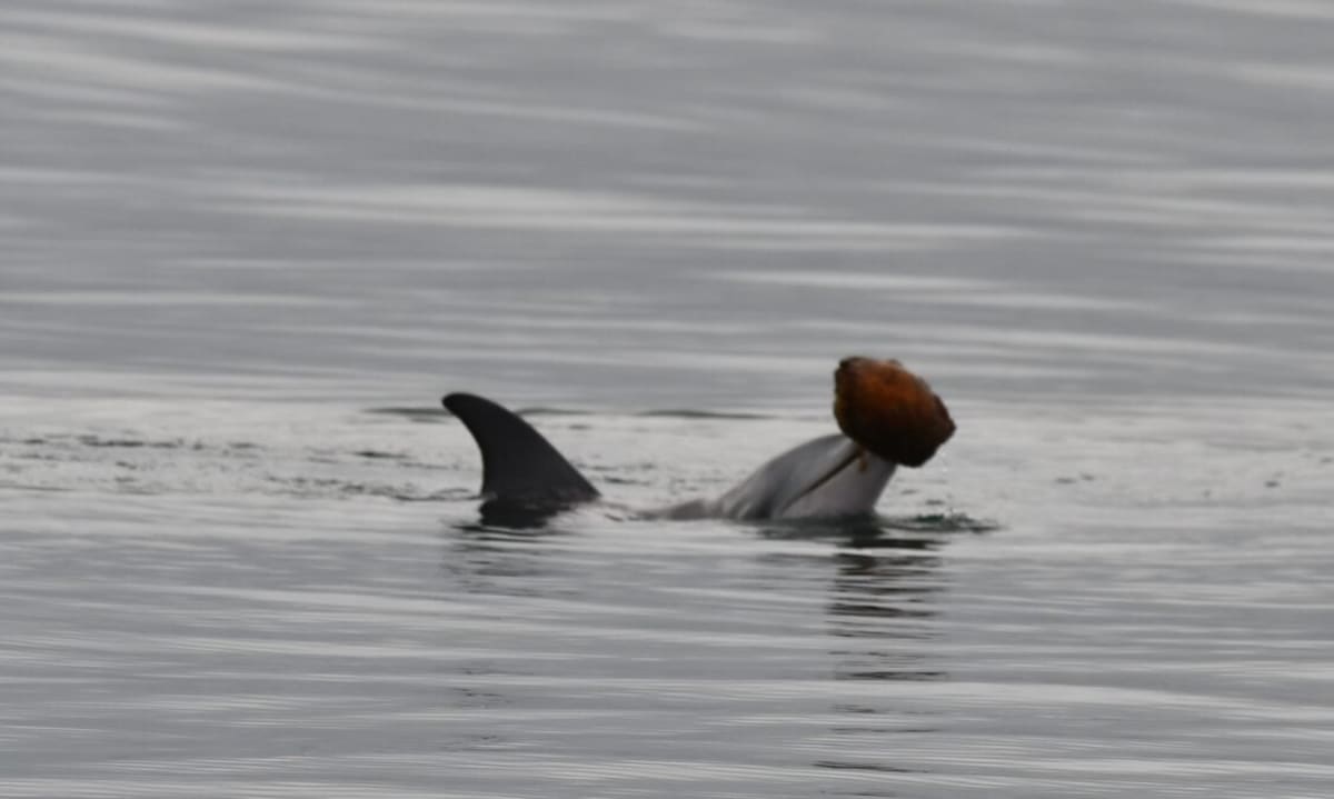Dolphins Learn Shell-Hunting From Moms in Australia - Image 4