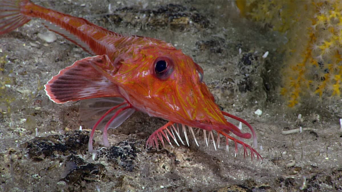 Scientists Film Fish Moonwalking Backward on Ocean Floor - Image 3