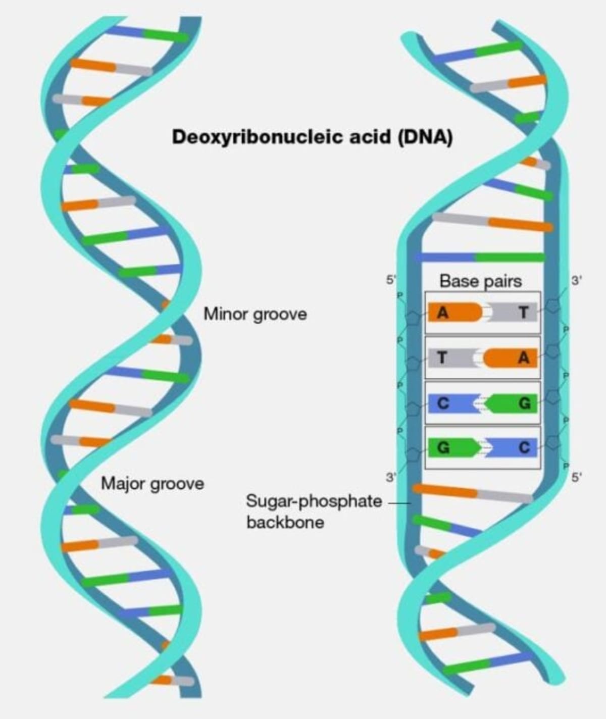 Scientists Find Bacteria Making DNA From Protein, Not DNA - Image 3