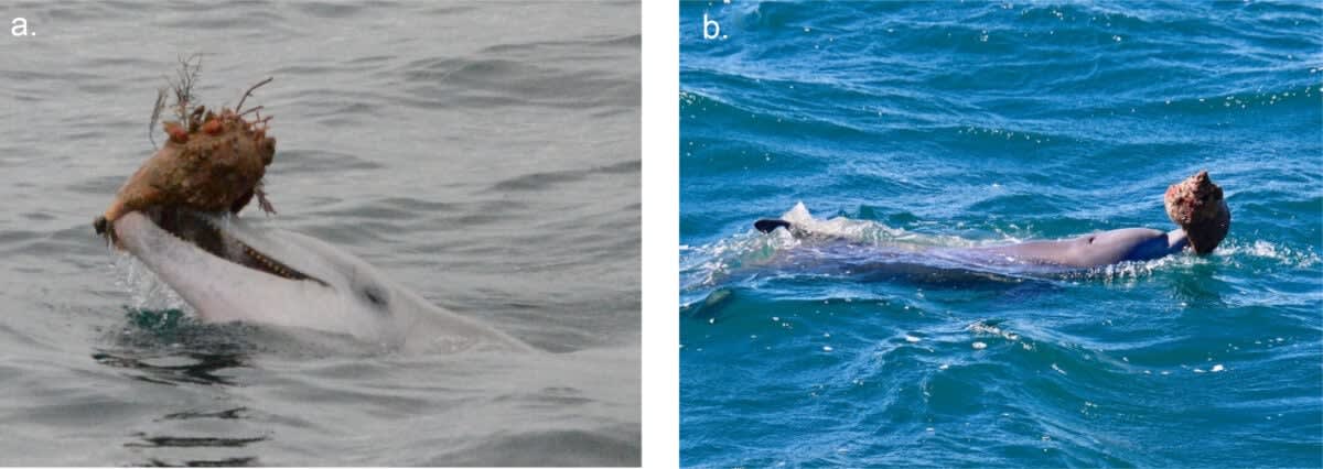 Dolphins Learn Shell-Hunting From Moms in Australia - Image 3