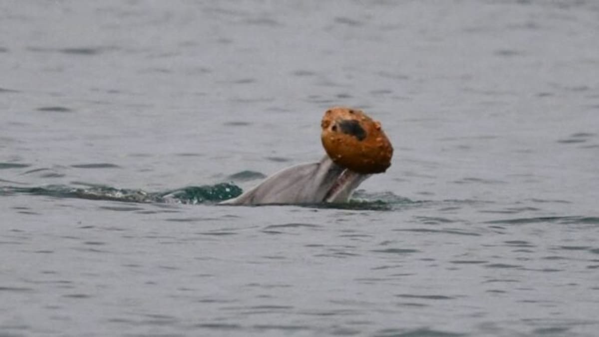 Dolphins Learn Shell-Hunting From Moms in Australia - Image 2