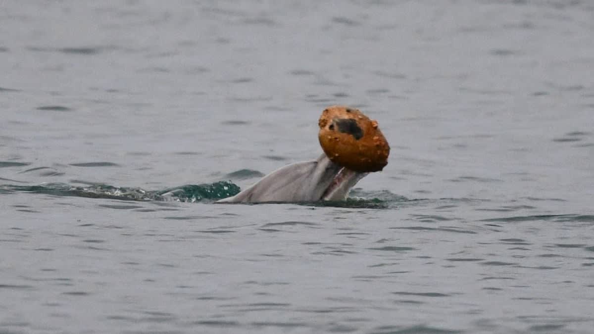 Dolphin lifting large seashell above water surface with its rostrum during hunting