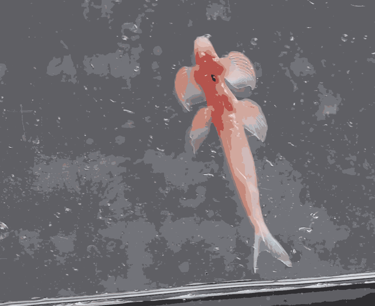 Scientists Film Fish Moonwalking Backward on Ocean Floor - Image 5
