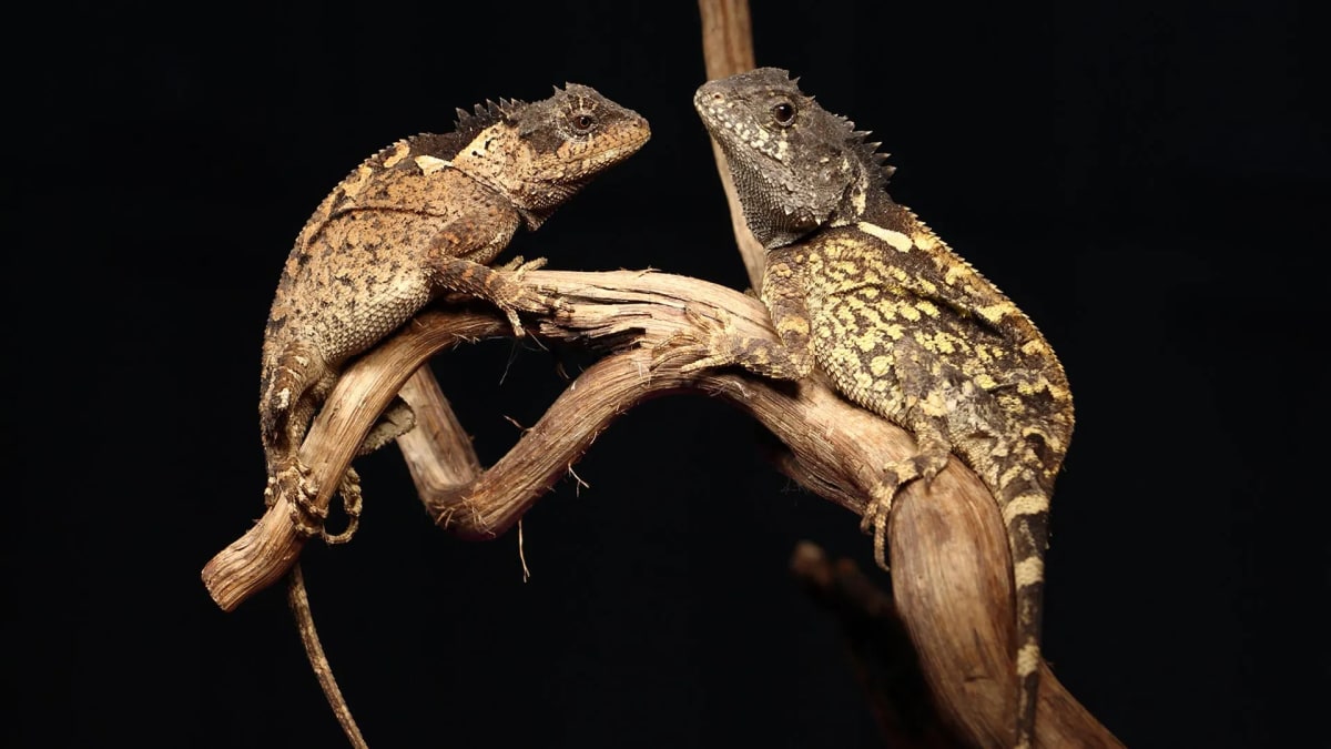 Scientists Name New Thai 'Dragon' After Fantasy Series