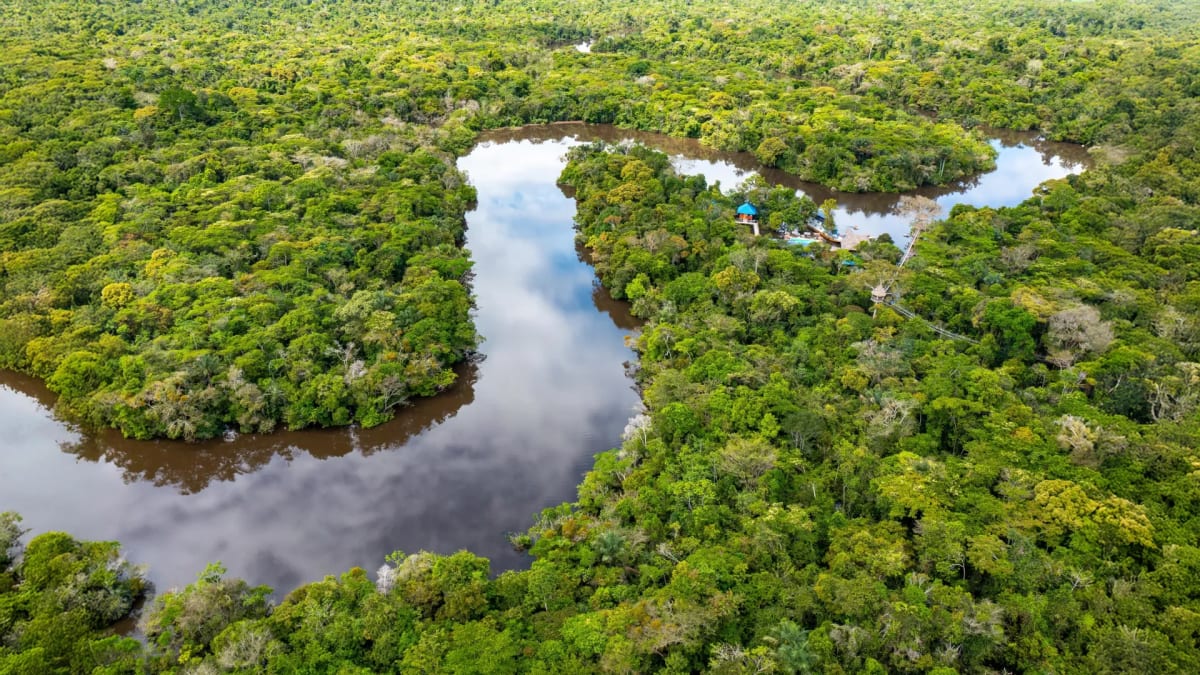 Amazon Study: Protecting Forests Beats Planting New Ones