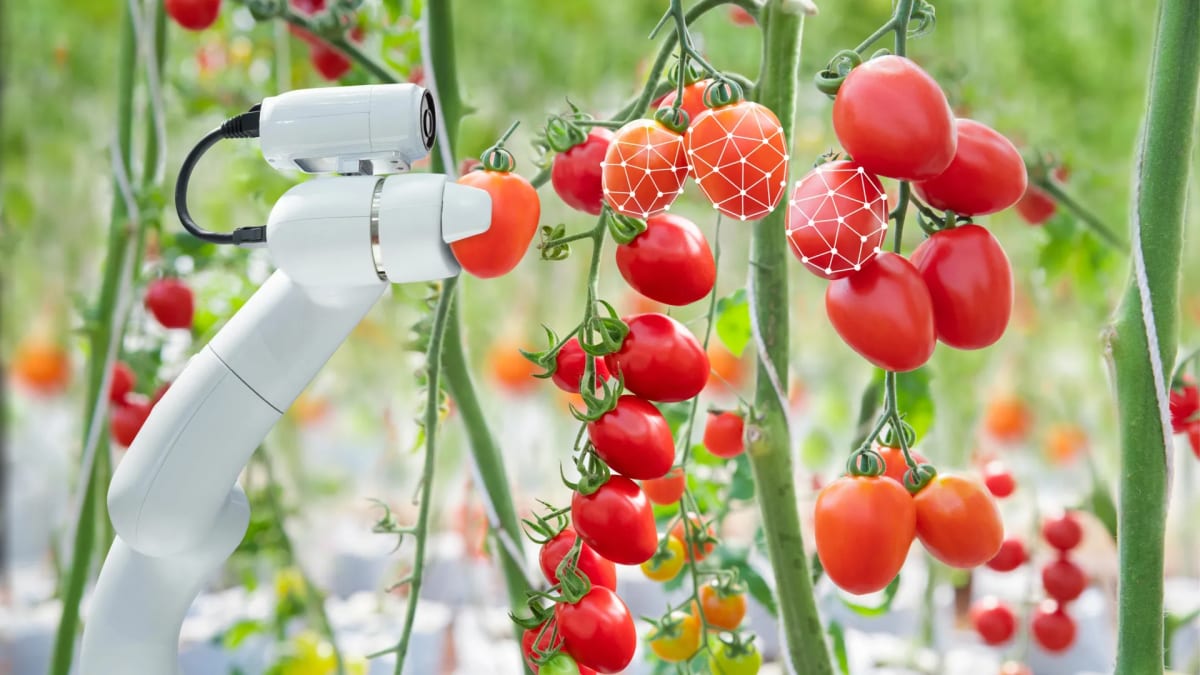 Robotic arm reaching toward cluster of red and green tomatoes on vine