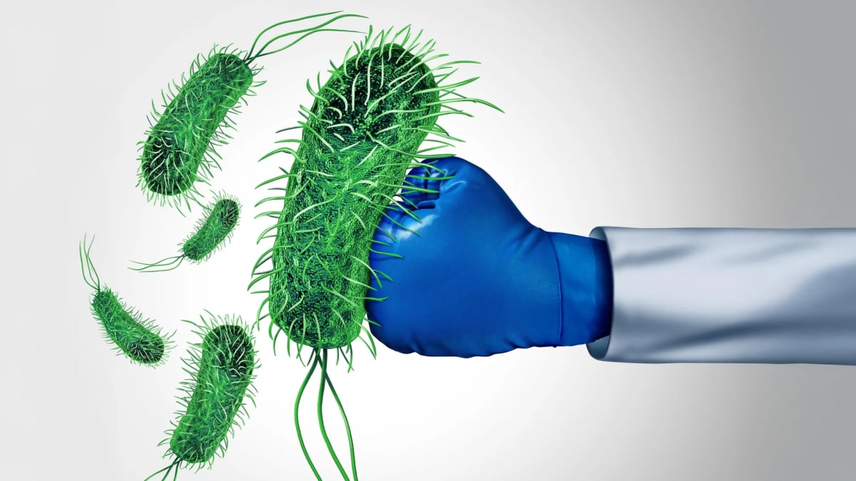 Scientist examining green Centella asiatica plant leaves in laboratory for antibiotic research