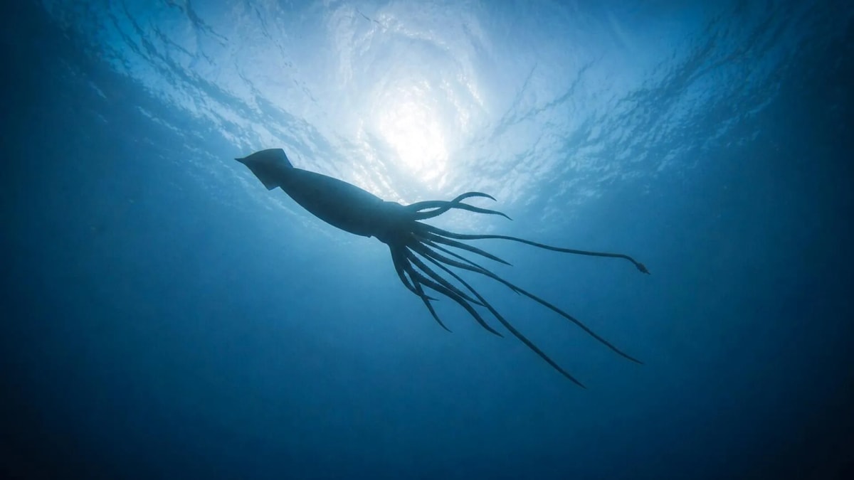 Giant Squid Found Off Australia in Hidden Deep-Sea World