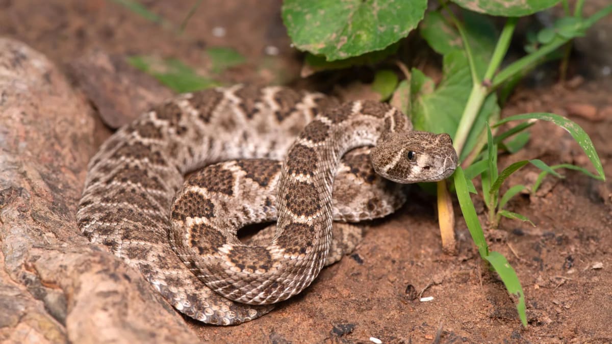 Adult rattlesnake coiled on rocky ground in natural desert habitat