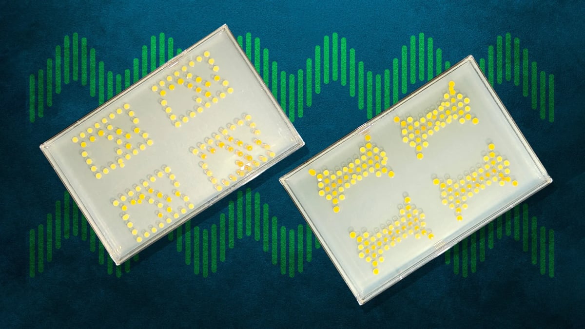 Bacterial colonies arranged in circuit patterns on growth plates glowing under laboratory lighting