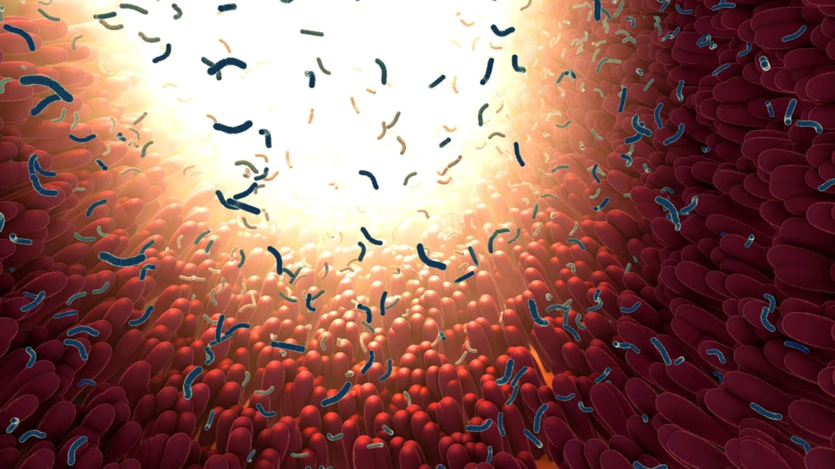 MIT Finds Gut Protein That Kills Antibiotic-Resistant Bugs