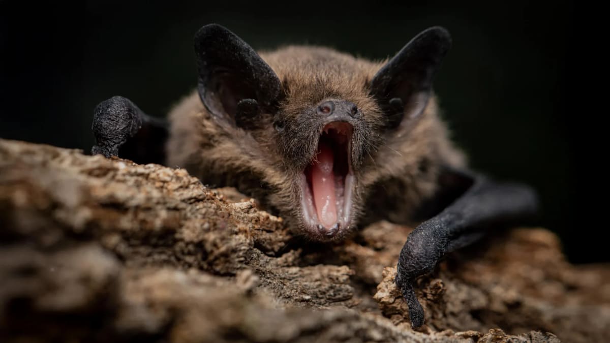 Close-up of brown vesper bat in flight showing wings spread against dark background