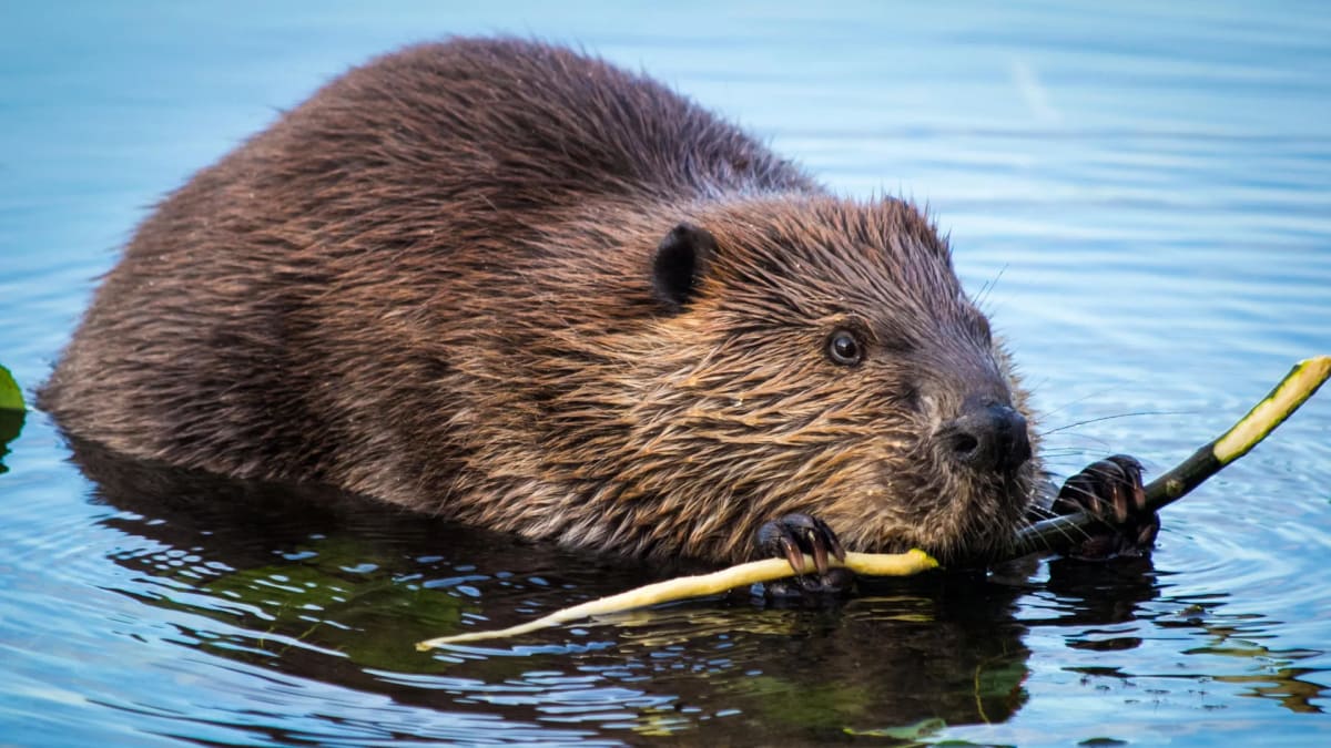 Beaver building dam in stream, creating wetland habitat that stores carbon dioxide