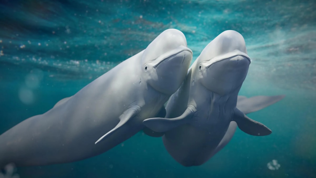 White beluga whale swimming beneath Arctic waters with sea ice visible above