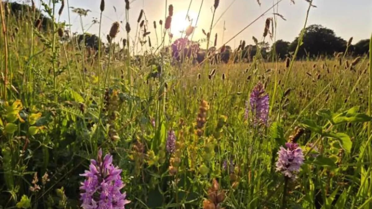 Wildflower meadow filled with blooming orchids and diverse native plants in North Norfolk