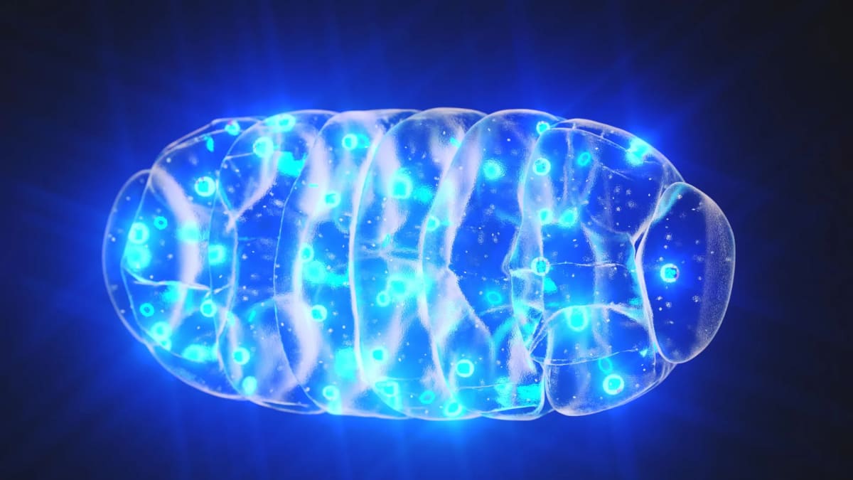 Microscopic illustration of glowing mitochondria inside a neuron generating cellular energy