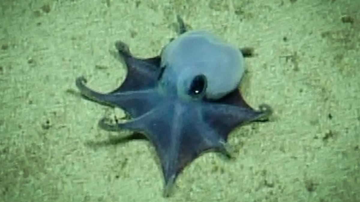 Tiny blue octopus crawling across deep ocean floor near underwater mountain formation