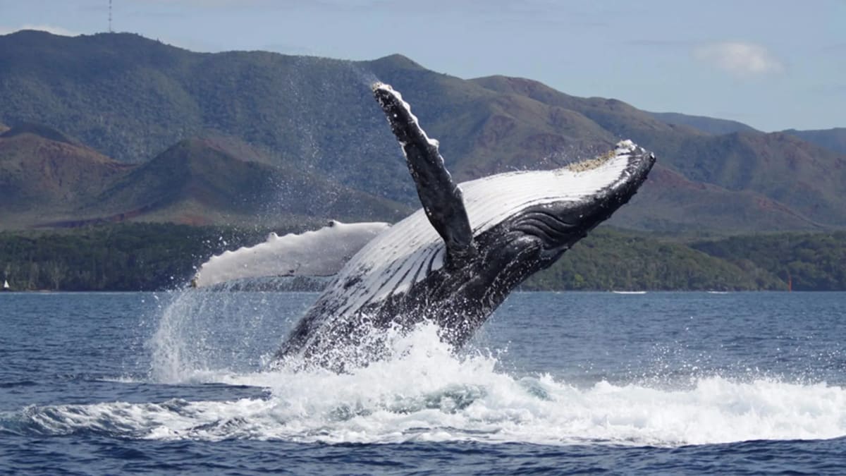Older Humpback Whales Now Win Breeding Battle After Recovery