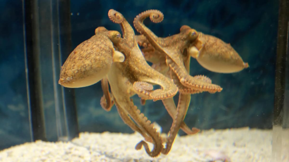 Octopuses Learn to Use Mirrors to Find Hidden Food