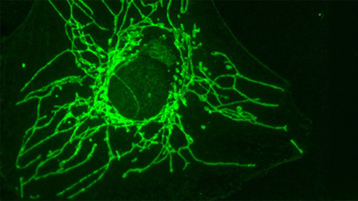 Mirror Molecule Starves Cancer Cells, Spares Healthy Ones
