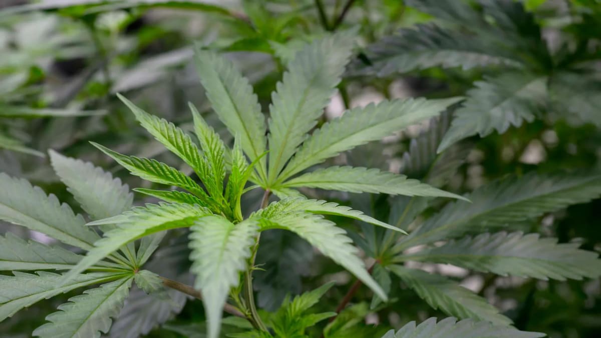 Cannabis Aroma Compound Relieves Pain Without the High