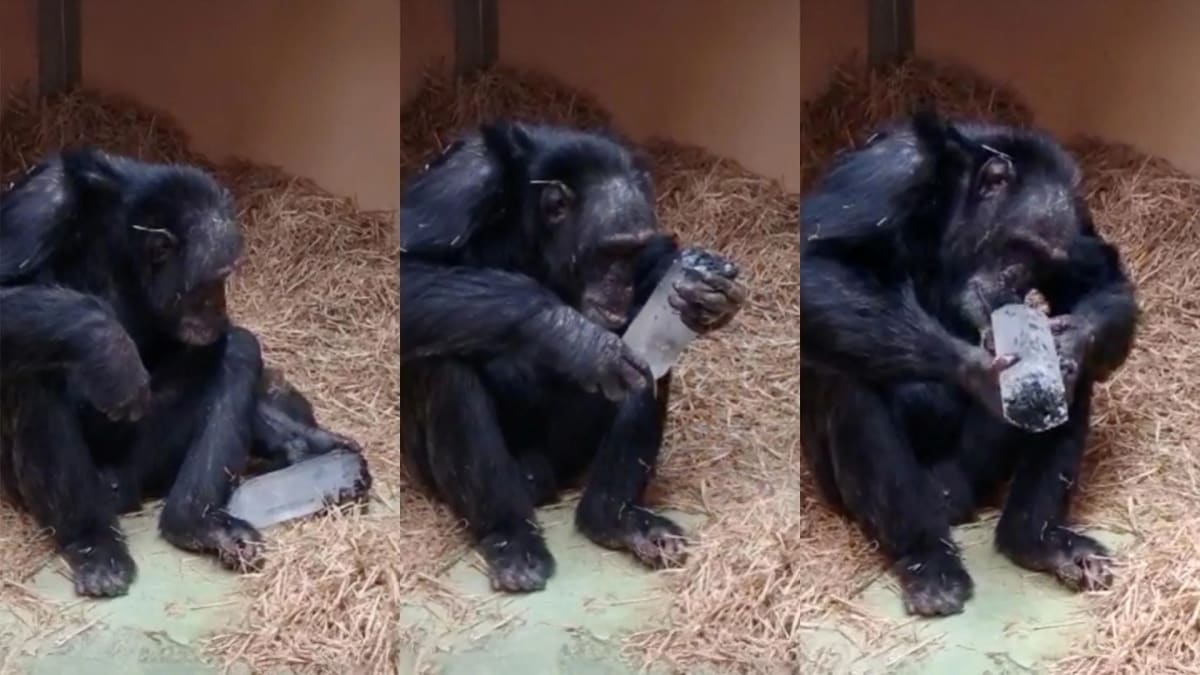 Chimpanzee named Toti closely examining a clear quartz crystal held in hand